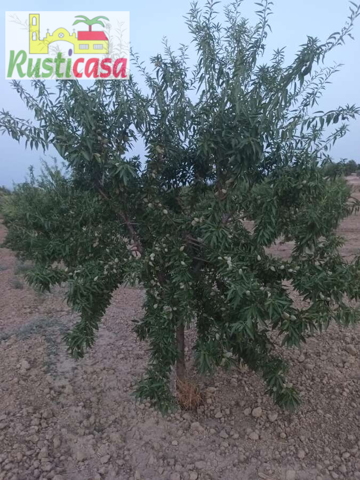 Parcela de olivos y arboles frutales. photo 0