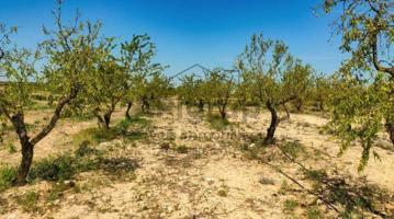 TERRENO RUSTICO CON NAVE en ARBECA photo 0