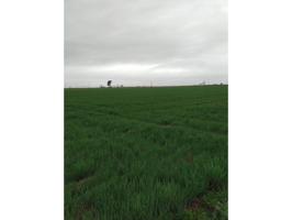 Buena finca de riego en zona de mucha agua en Daimiel photo 0