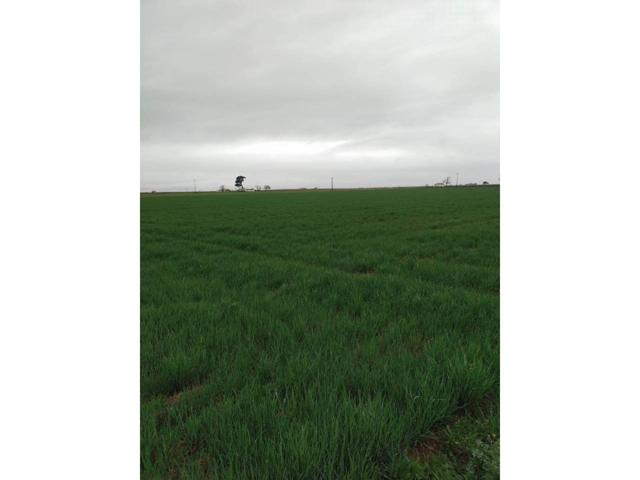 Venta de finca rústica en Daimiel photo 0