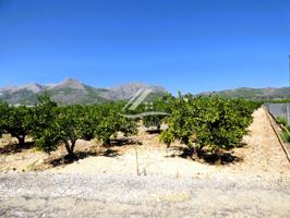 Terreno agrícola en Orba en pleno rendimiento de naranjos a la venta. photo 0
