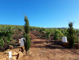 Se Vende FINCA RUSTICA en VILAFLOR de 48600m2 con ESTRUCTURA DE BODEGA photo 0