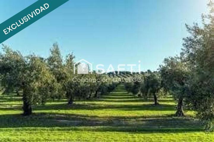 Terreno de Secano con Plantación de Olivos en Campo de Criptana photo 0