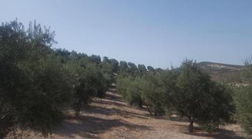 Olivar de 170 olivas de riego en Quesada. SIN COMISIÓN DE COMPRA. photo 0