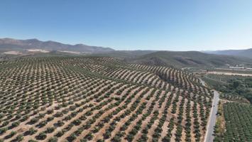 FINCA DE OLIVOS EN GRANADA DE 30 HECTAREAS photo 0