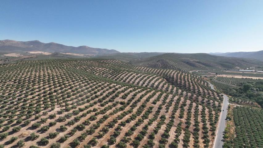 FINCA DE OLIVOS EN GRANADA DE 30 HECTAREAS photo 0