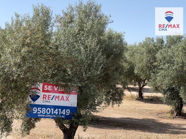 SE VENDE FINCA DE OLIVOS EN PLENA PRODUCCIÓN – BENAMAUREL (GRANADA) photo 0