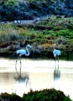 Restaurante y casa en alquiler con vistas únicas en Las Salinas, Ibiza photo 0