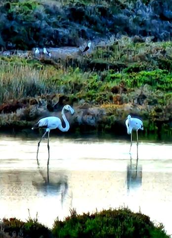 Restaurante y casa en alquiler con vistas únicas en Las Salinas, Ibiza photo 0
