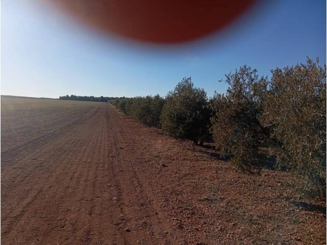 Venta de Finca de olivar photo 0