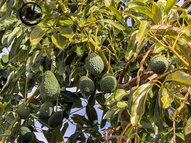 Finca rústica de AGUACATES de 5.137 m2 en Los Guájares (Faragüit). photo 0