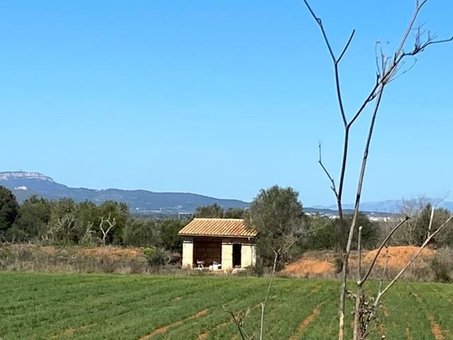 Terrenos Edificables En venta en Felanitx photo 0
