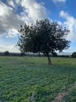 Terrenos Edificables En venta en Manacor photo 0