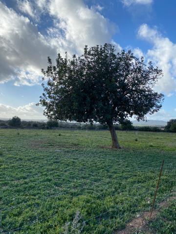 Terrenos Edificables En venta en Manacor photo 0