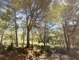 LOTE DE TERRENO EN VENTA EN ALEDO CON OPCIÓN A PROYECTO photo 0