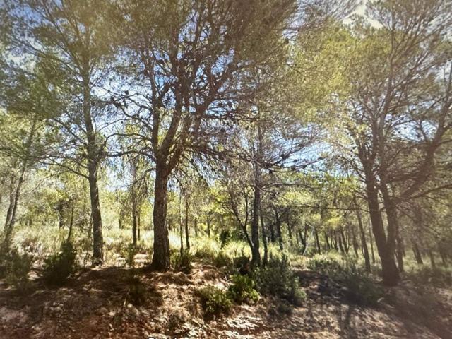LOTE DE TERRENO EN VENTA EN ALEDO CON OPCIÓN A PROYECTO photo 0