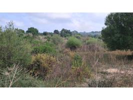 Se vende terreno de 3 cuarteradas en la zona de Son Carrió a s'illot, zona tranquila photo 0