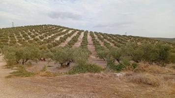 En venta parcela de olivar photo 0