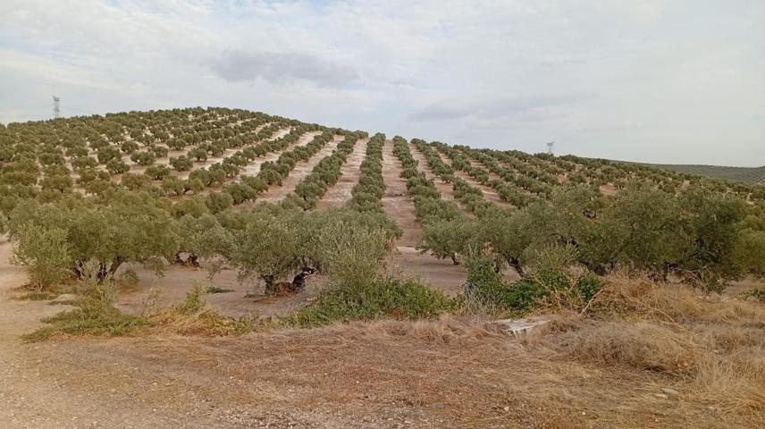 En venta parcela de olivar photo 0