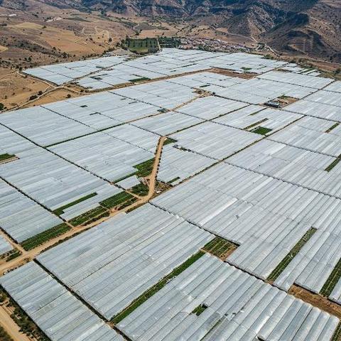 FINCA INVERNADA DE 65.000 M2 EN LOS ALBARICOQUES photo 0