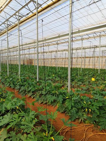 FINCA DE 28.000 M2 EN TOTAL photo 0
