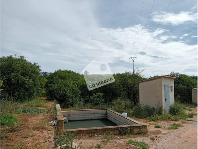 Terreno en venta en Carcaixent 10 hanegadas Nuleras photo 0