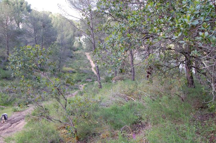 Terreno Urbanizable En venta en Trassierra - Las Jaras, Córdoba photo 0
