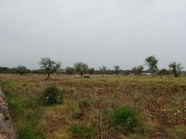 Agrícola En venta en Santanyí photo 0