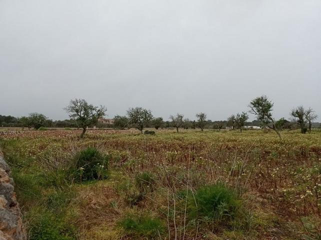Agrícola En venta en Santanyí photo 0