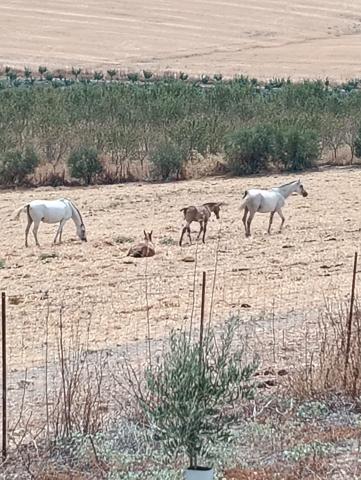 Otro En venta en Arcos de la Frontera photo 0