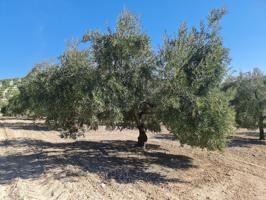 ✨️42 hectáreas de olivar ✨️ photo 0