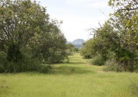 Se vende parcela rúsitca de 20.714 m2 en camí son Roig (Binissalem) photo 0