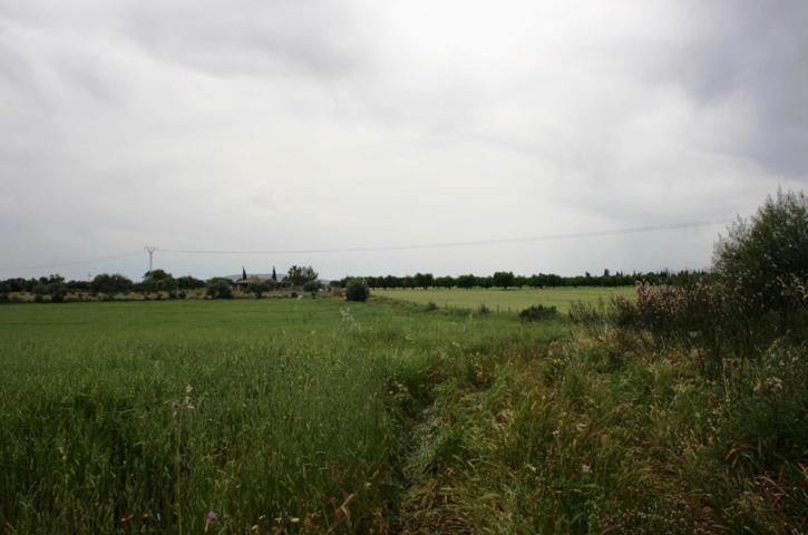 Finca de 122.422 m2 en Sencelles photo 0