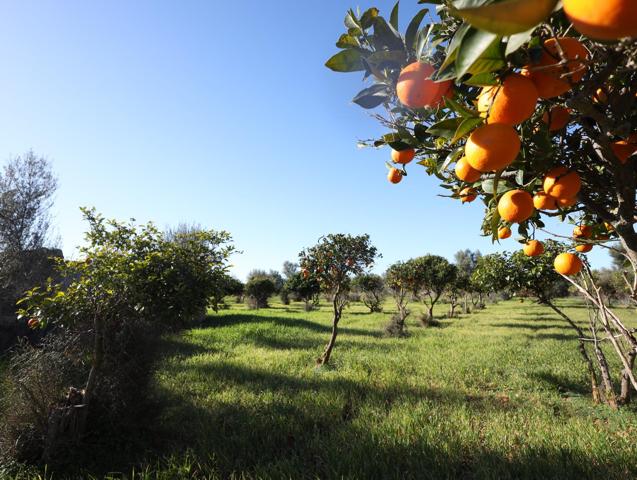 Se vende finca en Binissalem photo 0
