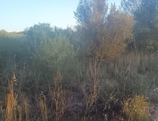 SE VENDE PARCELA EN SANTA EUGENIA DE 2.000 m² photo 0