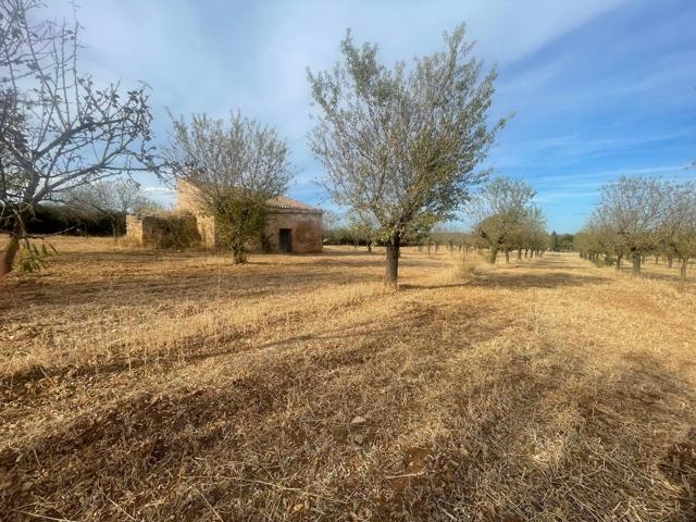 Se vende finca con terreno edificable en So Na Rosa, Sencelles photo 0