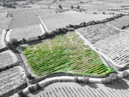 Terreno agrícola de 1 hectárea en l'Arboç photo 0