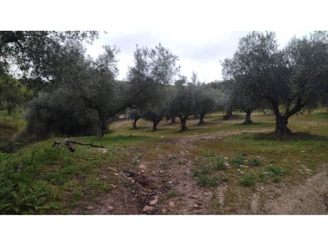 SE VENDE 51% DE FINCA RÚSTICA EN LA PUEBLANUEVA (TOLEDO) · OLIVAR Y ZONA DE PASTOS · 7.990 m² APROX. photo 0