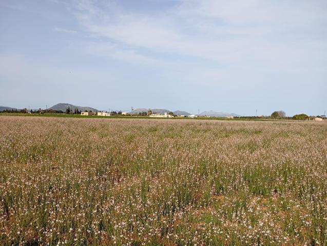 Terreno Sa Pobla 80738m2 photo 0