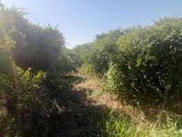 ¡Oportunidad única cerca de Beniarjó y Rafelcofer por solo 6.500€! photo 0