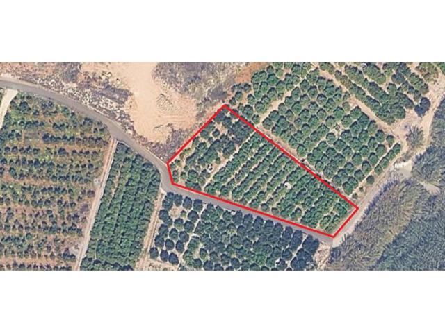 Terreno de 1.892 m² (2,3 hanegadas) con cítricos en producción y gran potencial en Marxuquera Sur photo 0
