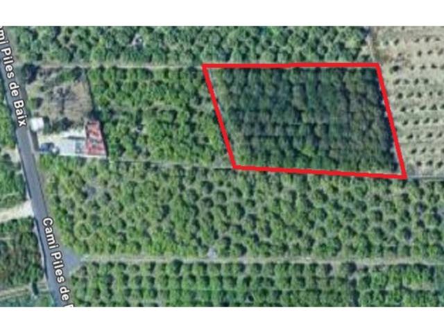 Se vende terreno agrario en Oliva – Camino Viejo de Piles photo 0