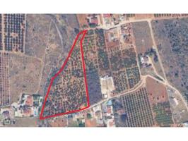 Gran terreno agrícola con naranjos en producción – Marxuquera, Palma de Gandía photo 0