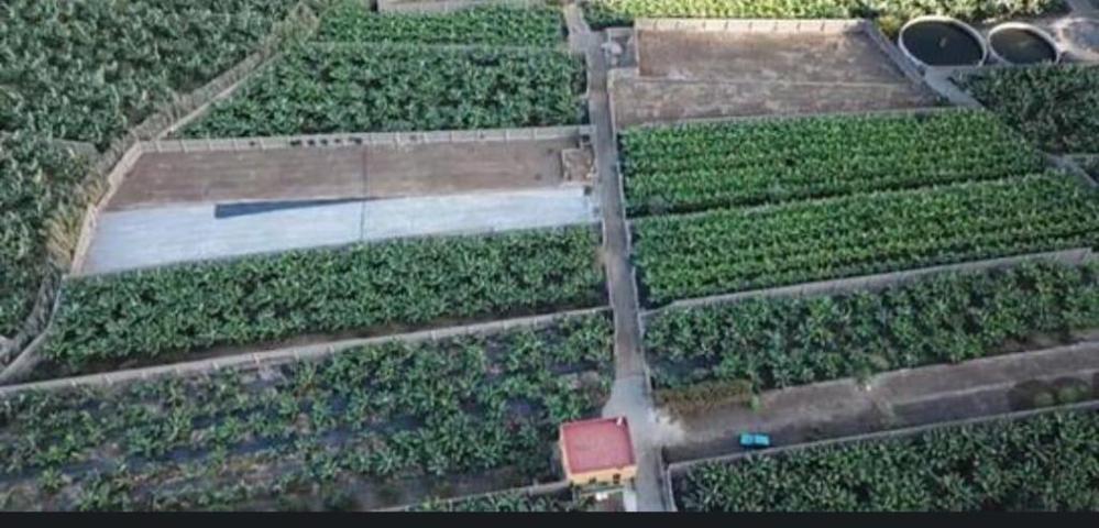 Finca de plataneras en explotación con casa photo 0