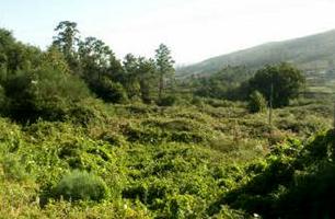 Terreno Urbanizable En venta en Bora 2, Pontevedra photo 0