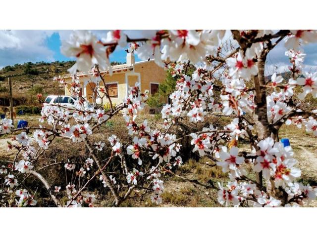 Otro En venta en Relleu photo 0