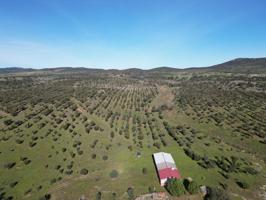 Finca ganadera con aprovechamiento de corcho photo 0