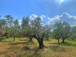 Casa De Campo En venta en Cataluna, L' Aldea photo 0
