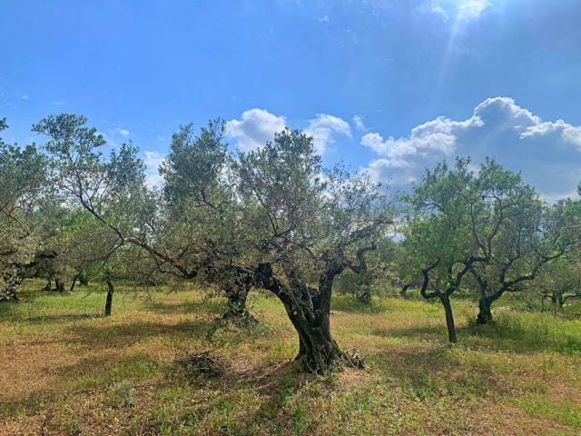 Casa De Campo En venta en Cataluna, L' Aldea photo 0