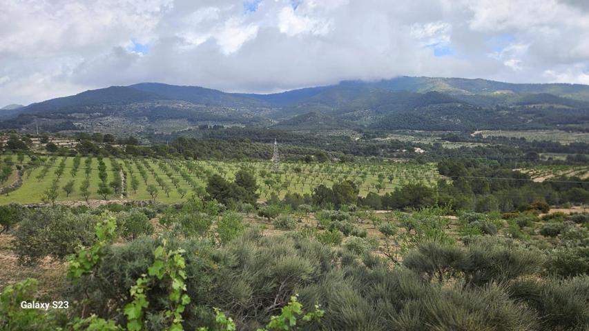 FINCA RÚSTICA DE 60.5 HA EN TORREMANZANAS (ALICANTE) photo 0